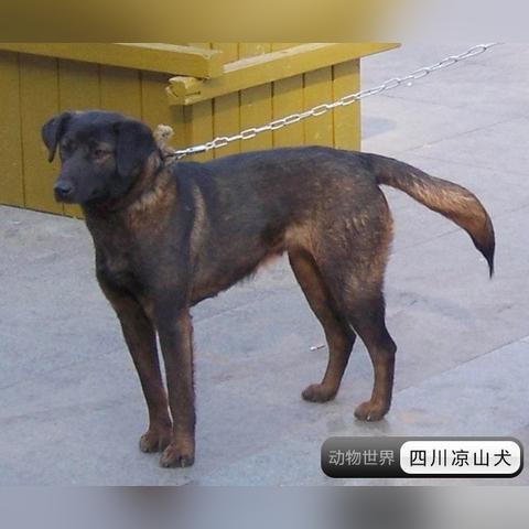 最新涼山獵犬出售信息匯總
