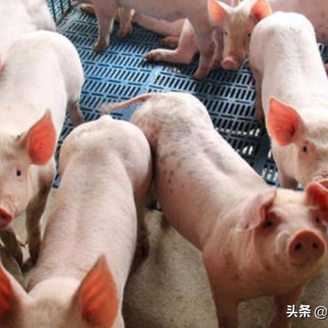 最新豬市行情分析簡(jiǎn)報(bào)